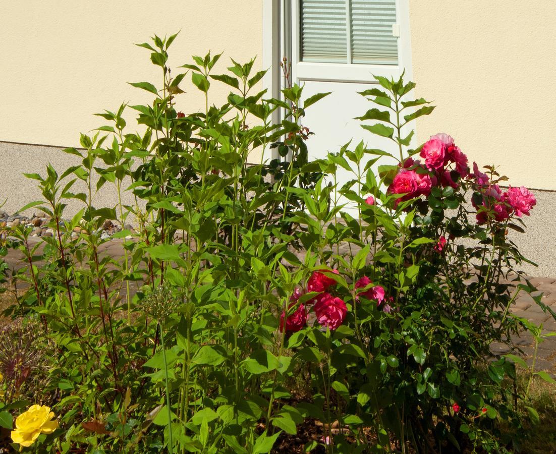 Sonnenhus - Ruegen Apartman Sellin Kültér fotó